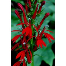Cardinal Flower